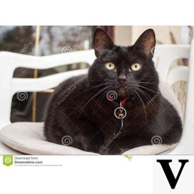 Collar de gato negro